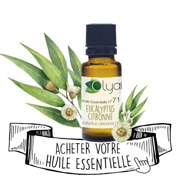 Huile Essentielle d'Eucalyptus Citronné: le Guide Complet - Olyaris